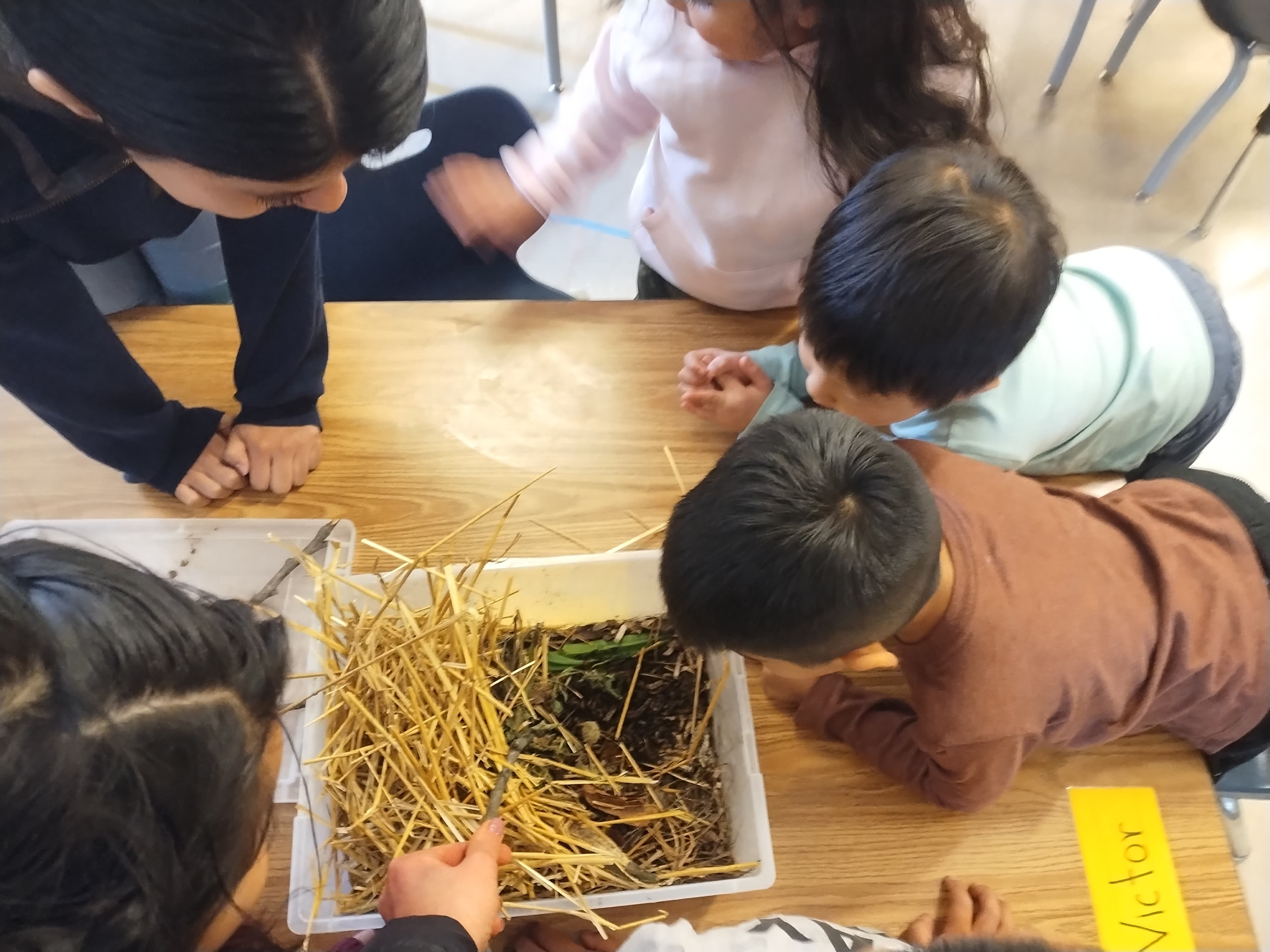 Students examining a composting bin up close